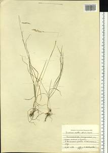 Koeleria spicata subsp. spicata, Сибирь, Прибайкалье и Забайкалье (S4) (Россия)