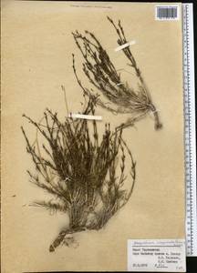 Plocama inopinata (Lincz.) M.Backlund & Thulin, Средняя Азия и Казахстан, Памир и Памиро-Алай (M2) (Таджикистан)