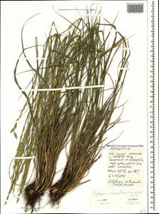 Pseudoroegneria stipifolia (Trautv.) Á.Löve, Кавказ, Ставропольский край, Карачаево-Черкесия, Кабардино-Балкария (K1b) (Россия)