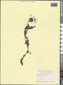 Василек желтофиолевый Willd., Кавказ, Дагестан (K2) (Россия)