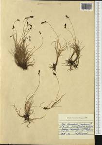 Осока, Западная Европа (EUR) (Шпицберген и Ян-Майен)