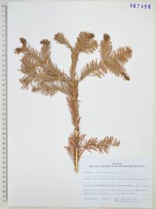 Пихта белокорая (Trautv. ex Maxim.) Maxim., Сибирь, Дальний Восток (S6) (Россия)