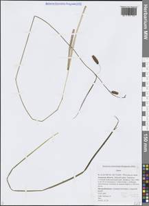 Осока, Сибирь, Дальний Восток (S6) (Россия)