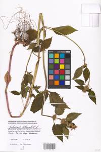 Пикульник обыкновенный L., Восточная Европа, Московская область и Москва (E4a) (Россия)