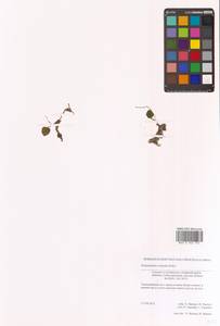 Ephippianthus schmidtii Rchb.f., Сибирь, Дальний Восток (S6) (Россия)