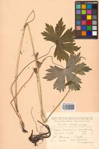 Aconitum gigas H. Lév. & Vaniot, Сибирь, Дальний Восток (S6) (Россия)