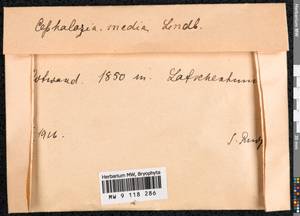 Fuscocephaloziopsis lunulifolia (Dumort.) Váňa & L. Söderstr., Гербарий мохообразных, Мхи - Западная Европа (BEu) (Германия)
