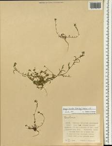 Брайя низкая, Неоторулярия низкая (C.A. Mey.) B.L. Rob., Зарубежная Азия (ASIA) (КНР)