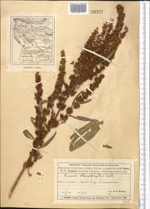 Щавель узколистный Ledeb., Средняя Азия и Казахстан, Муюнкумы, Прибалхашье и Бетпак-Дала (M9) (Казахстан)