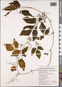 Gynostemma pentaphyllum (Thunb.) Makino, Зарубежная Азия (ASIA) (Вьетнам)