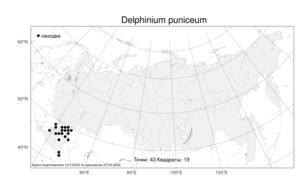 Delphinium puniceum, Живокость пунцовая Pall., Атлас флоры России (FLORUS) (Россия)