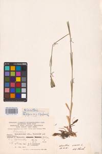 Гвоздика армериевидная L., Восточная Европа, Западно-Украинский район (E13) (Украина)