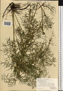 Жабрица однолетняя L., Восточная Европа, Центральный лесостепной район (E6) (Россия)