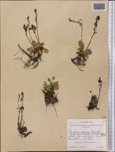 Micranthes razshivinii (Zhmylev) Brouillet & Gornall, Америка (AMER) (США)