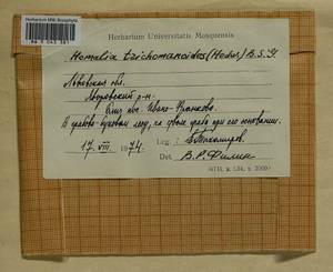 Homalia trichomanoides (Hedw.) Brid., Гербарий мохообразных, Мхи - Украина и Молдавия (B3) (Украина)