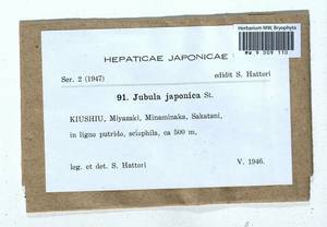 Jubula hutchinsiae subsp. japonica (Steph.) Horik. & Ando, Гербарий мохообразных, Мхи - Азия (вне границ бывшего СССР) (BAs) (Япония)