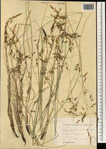 Piptatherum coerulescens (Desf.) P.Beauv., Зарубежная Азия (ASIA) (Турция)