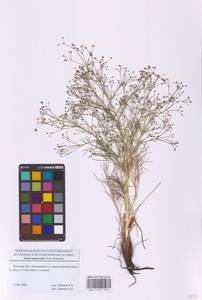 Кориандр посевной, Кинза L., Восточная Европа, Московская область и Москва (E4a) (Россия)