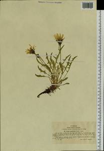 Crepis chrysantha subsp. chrysantha, Сибирь, Западный (Казахстанский) Алтай (S2a) (Казахстан)