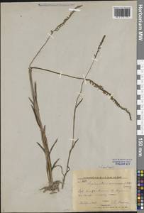 Spiranthes australis (R.Br.) Lindl., Сибирь, Дальний Восток (S6) (Россия)