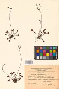 Росянка круглолистная L., Восточная Европа, Северный район (E1) (Россия)