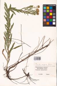 Pentanema salicinum subsp. asperum (Poir.) Mosyakin, Восточная Европа, Нижневолжский район (E9) (Россия)
