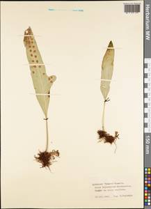 Polypodiopsida, Австралия и Океания (AUSTR) (Французская Полинезия)