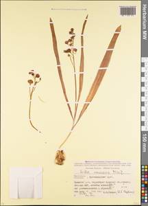 Scilla siberica subsp. caucasica (Miscz.) Mordak, Кавказ, Краснодарский край и Адыгея (K1a) (Россия)