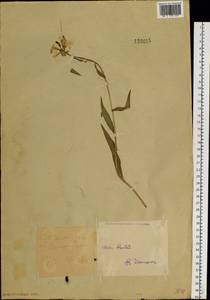 Вечерница сибирская L., Сибирь, Западный (Казахстанский) Алтай (S2a) (Казахстан)