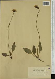 Hieracium cirritum subsp. trichopsis Zahn, Западная Европа (EUR) (Швейцария)