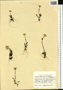 Пепельник черно-пурпуровый (Ledeb.) B.Nord., Восточная Европа, Северный район (E1) (Россия)