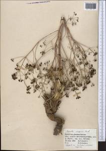 Ферула каспийская M.Bieb., Средняя Азия и Казахстан, Муюнкумы, Прибалхашье и Бетпак-Дала (M9) (Казахстан)