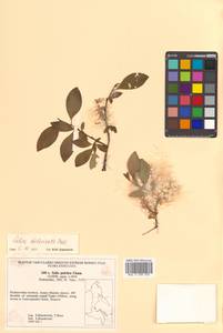 Salix pulchra subsp. pulchra, Сибирь, Дальний Восток (S6) (Россия)
