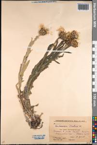 Centaurea cheiranthifolia subsp. cheiranthifolia, Кавказ, Краснодарский край и Адыгея (K1a) (Россия)
