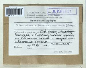 Solenostoma sphaerocarpum (Hook.) Steph., Гербарий мохообразных, Мхи - Карелия, Ленинградская и Мурманская области (B4) (Россия)