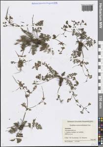 Аистник армянский (Trautv.) P.H.Davis, Кавказ, Армения (K5) (Армения)