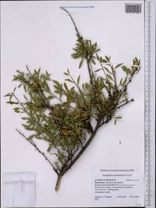 Prunus petunnikowii (Litv.) Rehder, Средняя Азия и Казахстан, Западный Тянь-Шань и Каратау (M3) (Киргизия)