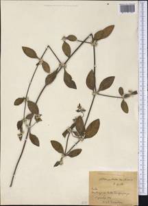 Alternanthera spinosa (Hornem.) Roem. & Schult., Америка (AMER) (Куба)