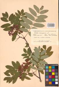 Рябина обыкновенная L., Восточная Европа, Северный район (E1) (Россия)