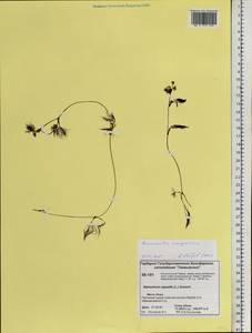 Ranunculus mongolicus (Krylov) Serg., Сибирь, Центральная Сибирь (S3) (Россия)