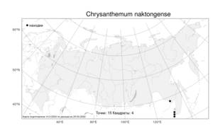 Chrysanthemum naktongense, Хризантема нактонгенская Nakai, Атлас флоры России (FLORUS) (Россия)