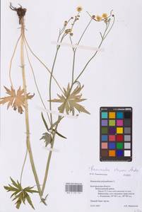 Ranunculus acris subsp. acris, Восточная Европа, Центральный лесостепной район (E6) (Россия)