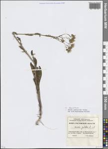 Якобея Андржейовского (Tzvelev) B.Nord., Восточная Европа, Ростовская область (E12a) (Россия)