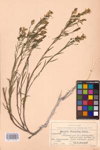 Genista tinctoria subsp. tinctoria, Восточная Европа, Северо-Украинский район (E11) (Украина)