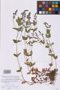 Вероника дубравная L., Восточная Европа, Московская область и Москва (E4a) (Россия)