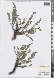 Астрагал сомхетский K.Koch, Кавказ, Ставропольский край, Карачаево-Черкесия, Кабардино-Балкария (K1b) (Россия)