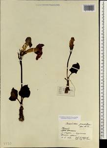 Incarvillea mairei var. grandiflora (H.R. Wehrh.) Grierson, Зарубежная Азия (ASIA) (КНР)