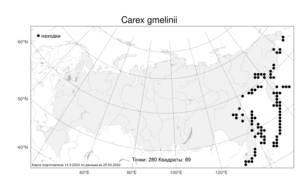 Carex gmelinii, Осока Гмелина Hook. & Arn., Атлас флоры России (FLORUS) (Россия)