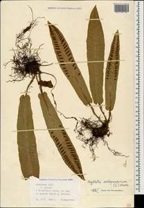 Костенец сколопендровый, Кавказ, Абхазия (K4a) (Абхазия)