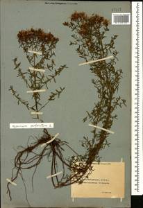 Зверобой продырявленный L., Кавказ, Азербайджан (K6) (Азербайджан)